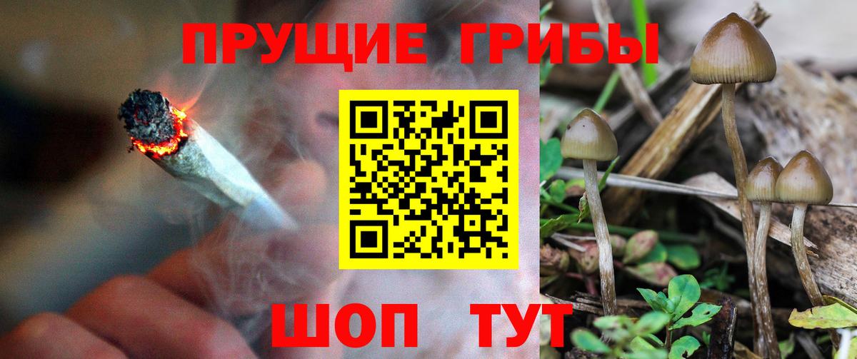 Каменка  Псилоцибиновые грибы Cubensis  Вход с VPN 